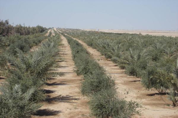 النزاهة النيابية تعلن إيقاف الاستيلاء على أرض الحزام الأخضر في النجف