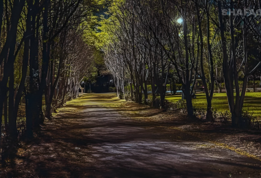 دعوات لتحويل ملكية أراضي غابات الموصل لمنع استغلالها من جهات سياسية