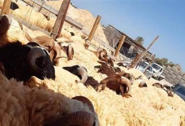 بعد اكتشاف أمراض .. إعادة 2000 رأس غنم إلى الأردن غير صالحة للاستهلاك البشري